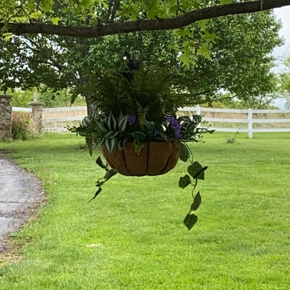 Floral Fern Hanging Basket!!💕 - Picture 3 of 4